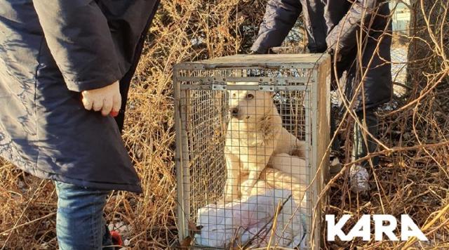 포획틀 안에서도 엄마개 비지가 활동가들의 눈치를 보면서도 강아지들에게 젖을 물리고 있다. 카라 제공