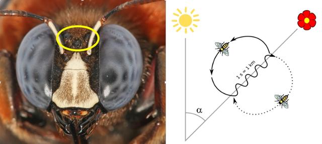 어리호박벌(carpenter bee)의 머리(왼쪽 사진). 좌우 겹눈의 윗부분에 편광을 감지하는 영역이 존재한다. 세 개의 단순한 눈(노란색 원 안)은 형상을 감지할 수는 없으나 빛의 세기를 느낄 수 있어 천적이 다가오는 것을 재빨리 알 수 있다. 오른쪽 그림은 벌이 동료에게 먹이의 방향과 거리를 공유하기 위해 추는 8자춤(wiggle dance) ⓒ위키피디아