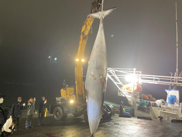 충남 서천 홍원항 앞바다에서 발견된 밍크고래 사체. 보령해경 제공