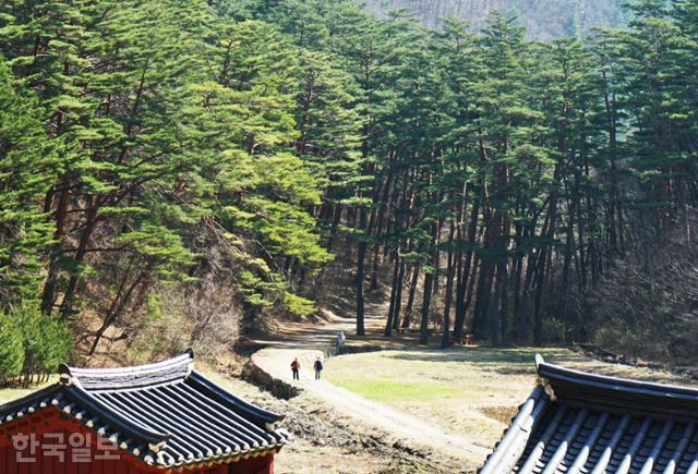 준경묘 가는 길과 주변은 온통 울창한 소나무 숲이다. 재질이 단단하고 쉽게 썩지 않아 고급 목재로 이용되는 황장목이다.