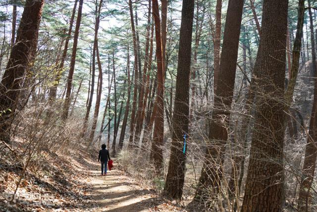 준경묘 뒤편으로도 울창한 솔숲이 이어진다. 일부는 경복궁과 숭례문 복원 공사 때 목재로 쓰였다.