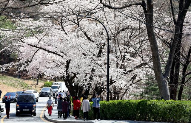 완연한 봄 날씨를 보이고 있는 31일 서울 중구 남산 벚꽃길을 따라 시민들이 산책을 하고 있다. 뉴시스