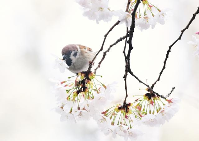 참새 한 마리가 벚꽃 속에서 꿀을 빨아먹고 있다.