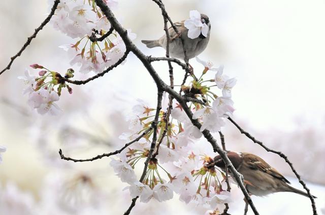 참새 한쌍이 벚꽃나무에서 다정하게 꿀을 먹고 있다. 참새들은 벚꽃을 딴 후 안에 있는 꿀을 먹고 꽃잎은 버린다.