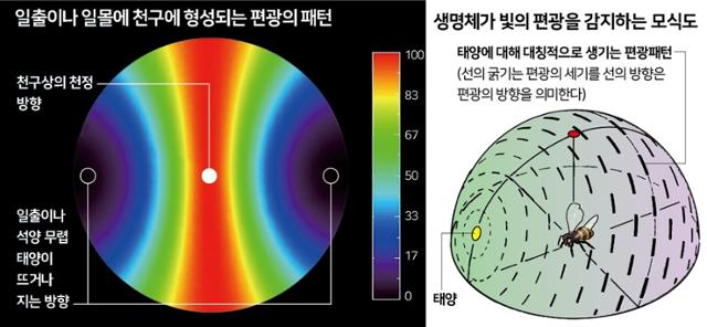 일출, 일몰에 천구에 형성되는 편광의 패턴(왼쪽). 빨간색이 편광이 가장 잘 보이는 방향이다. 태양의 위치에 따라 편광 패턴이 변함에 따라 벌 등은 이 변화를 감지해 태양 위치를 추적할 수 있다. ⓒ위키피디아