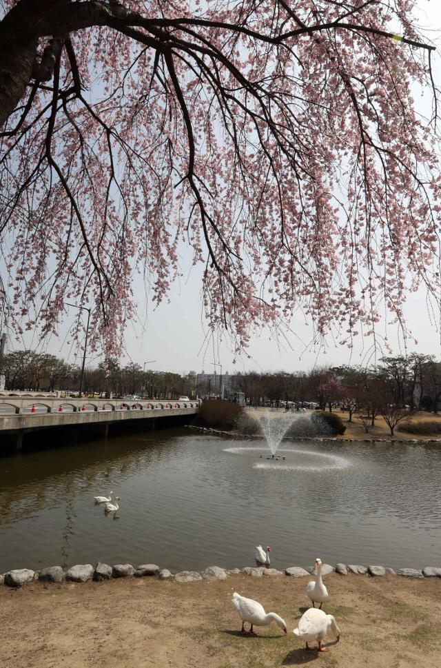 이광형 총장은 '거위 아빠'란 별명도 갖고 있다. 8일 간담회에서도 그는 "2001년 근처 시장에서 데려온 거위가 벌써 스무 살이 넘었다"며 지금도 KAIST 연못에서 살고 있는 거위를 소개했다. 연합뉴스