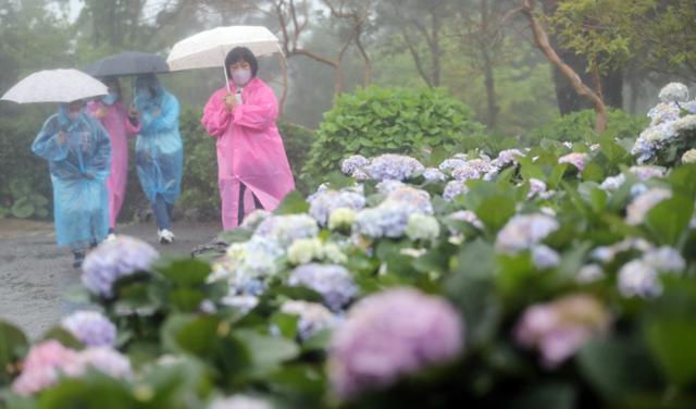 제주 지역에 호우특보가 발효된 12일 오전 제주 서귀포시 남원읍 휴애리자연생활공원에서 방문객들이 만개한 수국을 관람하고 있다. 제주지방기상청은 오전 11시 기준 제주도 산지에 발효했던 호우주의보를 호우경보로 격상하고, 제주도 남동부에도 각각 호우주의보를 발효했다. 서귀포=뉴스1