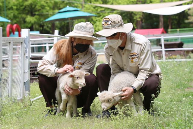 13일 대구 달서구 이월드 동물원에서 사육사가 약 2주 전 태어난 어린 양을 데리고 나와 산책시키고 있다. 최근 이월드 동물원에서는 면양 두 가족이 2주 간격으로 모두 4마리의 새끼를 출산했다. 뉴스1