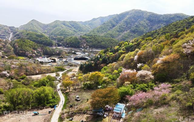 보곡산골의 산안리 자진뱅이 마을. 산 빛이 한창 고울 때라 벚꽃이 지더라도 봄을 만끽하기에 부족함이 없다.