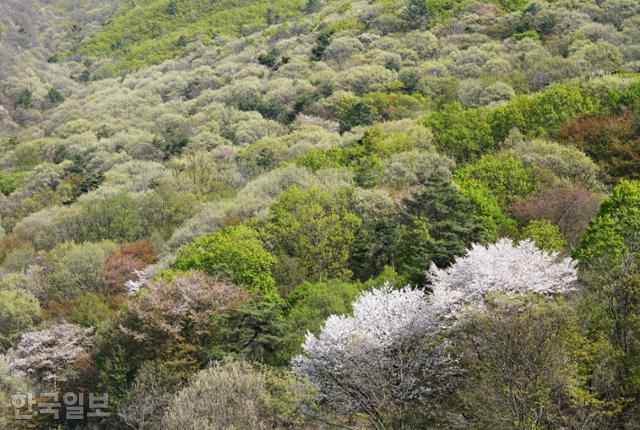 보곡산골 '보이네요' 정자 부근에서 본 맞은편 골짜기. 화사한 산벚꽃 뒤로 신록이 번지고 있다.