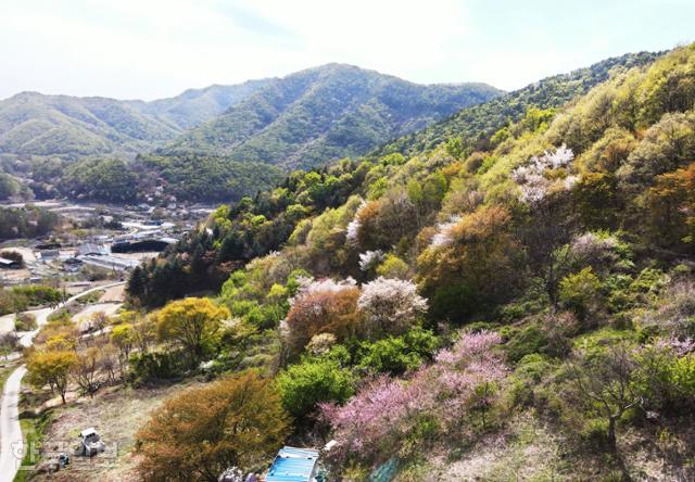 금산 군북면 보곡산골은 전국 최대의 산벚나무 자생 군락지다. 올해는 개화가 일러 벚꽃이 끝물이지만, 싱그러운 신록이 산등성이를 오르고 있어 찬란한 봄을 만끽하기에 부족함이 없다. 사진은 16일 산안리 자진뱅이 마을 풍경이다.