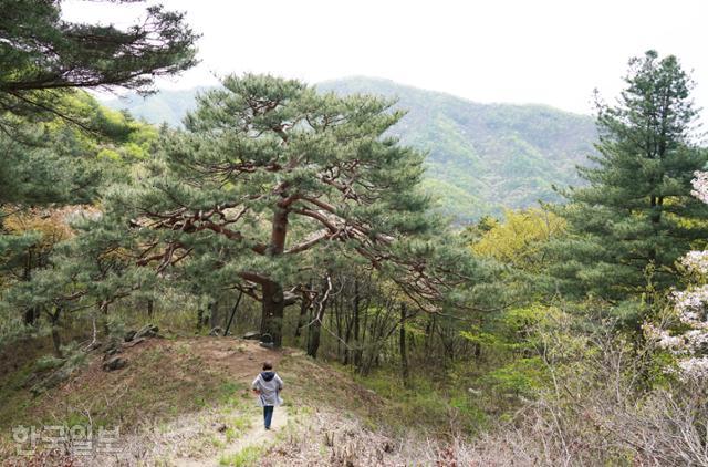 자진뱅이 마을 뒤편의 잘생긴 소나무 한 그루. 수령 300년가량으로 주민들이 산신제를 올리며 신성시하는 나무다.