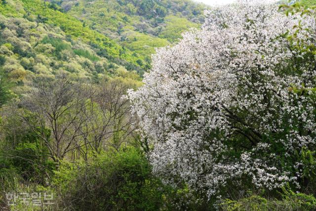 보곡산골의 벚나무는 수형도 색깔도 제각각이다. 다듬지 않은 자연의 조화가 아름답다.