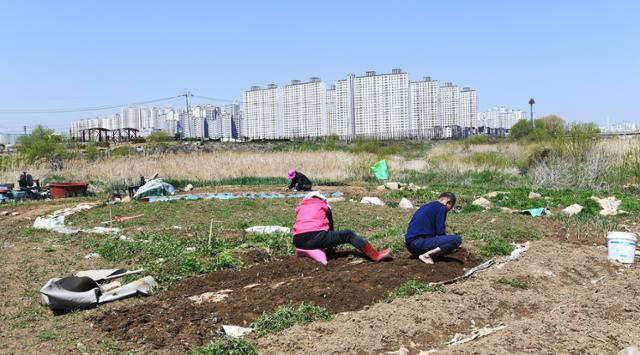 3기 신도시로 지정된 경기 고양시 창릉지구의 한 텃밭에서 주민들이 작물을 심고 있다. 한국일보 자료사진