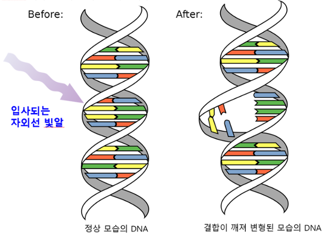 자외선 빛알에 의해 DNA가 손상되어 변형되는 개략도. ⓒ위키피디아