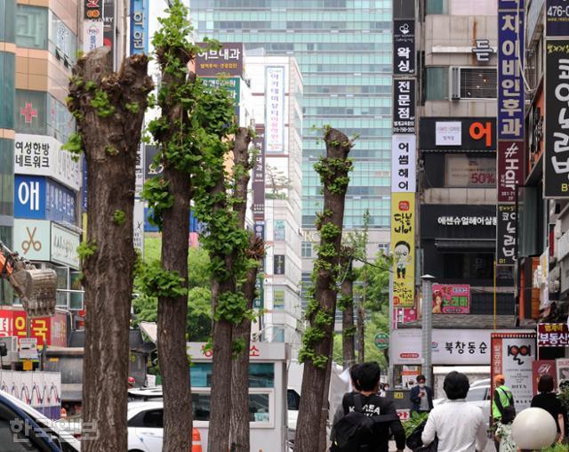 안양시 범계역 인근 유흥가 밀집지역의 가로수는 더 심각하다. 상가 업주들의 민원으로 인해 아예 잔가지 마저도 없는 모습과 주변 상가들이 뒤섞여 슬픈 현실을 그대로 보여준다. 서재훈 기자