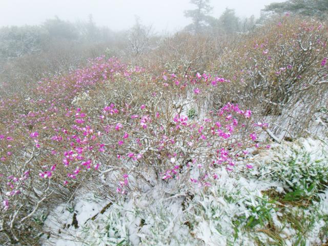 1일 전북 무주군 덕유산에 봄을 시샘하는 눈이 내려 꽃 위에 소복이 쌓였다. 연합뉴스