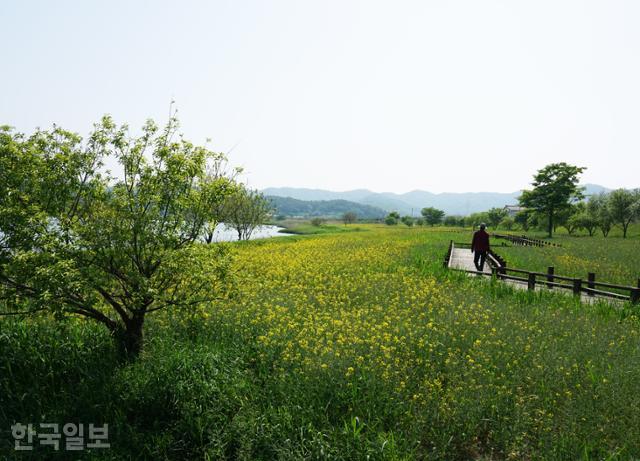 식영정 주변 강변은 공원으로 조성돼 있다. 현재 노란 유채꽃이 마지막 봄 색깔을 뽐내고 있다.