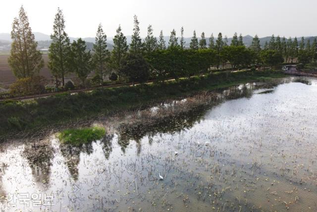 이제 막 연잎이 올라오는 회산백련지에서 백로가 먹이를 찾고 있다.