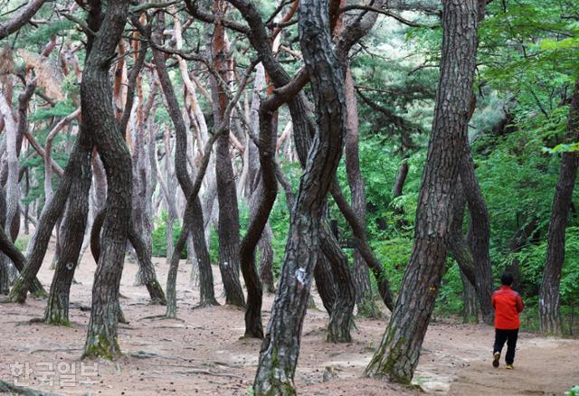 경주 남산 서쪽 기슭의 삼릉는 능보다 솔숲으로 더 유명하다. 안개 낀 아침이면 사진작가들이 몰리는 곳이다.