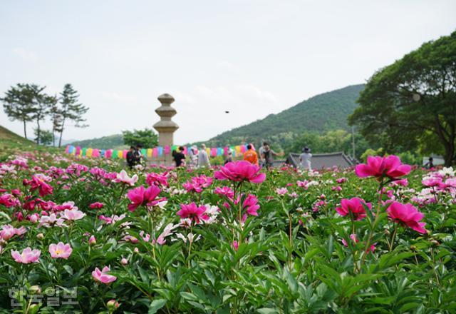 경주시에서 5월의 사진 여행지로 추천하는 서악동 삼층석탑. 주변에 분홍 작약이 화사하다.