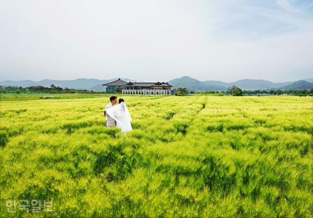 황룡사터 인근 청보리밭은 경주에서 요즘 가장 뜨는 사진 명소다. 예비 부부가 황금빛으로 변해가는 청보리밭에서 웨딩 사진을 찍고 있다.