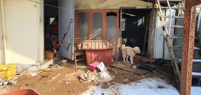 떠돌이개 40여 마리가 잔반을 먹으며 지내고 있는 충남 당진시 소재 한 주택의 모습. 동물자유연대 제공