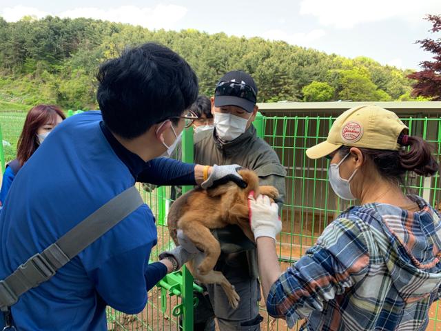 2일 충남 당진시 정미면 떠돌이개를 위한 쉼터에서 지역 봉사자와 버려진 동물을 위한 수의사회(버동수) 소속 수의사들이 중성화수술을 준비하고 있다. 고은경 기자