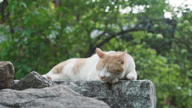 쉬고 있는 동네고양이. 한국일보 자료사진