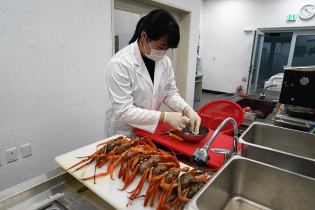 경북 어업기술센터 조혜인 해양수산연구사가 14일 전처리 작업실에서 포항수협에서 구매한 붉은대게의 방사능 검사를 하기 위해 살을 발라내고 있다. 포항=김정혜 기자 kjh@hankookilbo.com