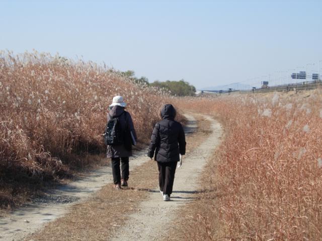 장항습지를 거니는 시민들. 한국일보 자료사진