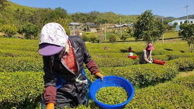 전남 보성군 주민들이 찻잎을 수확하고 있다.