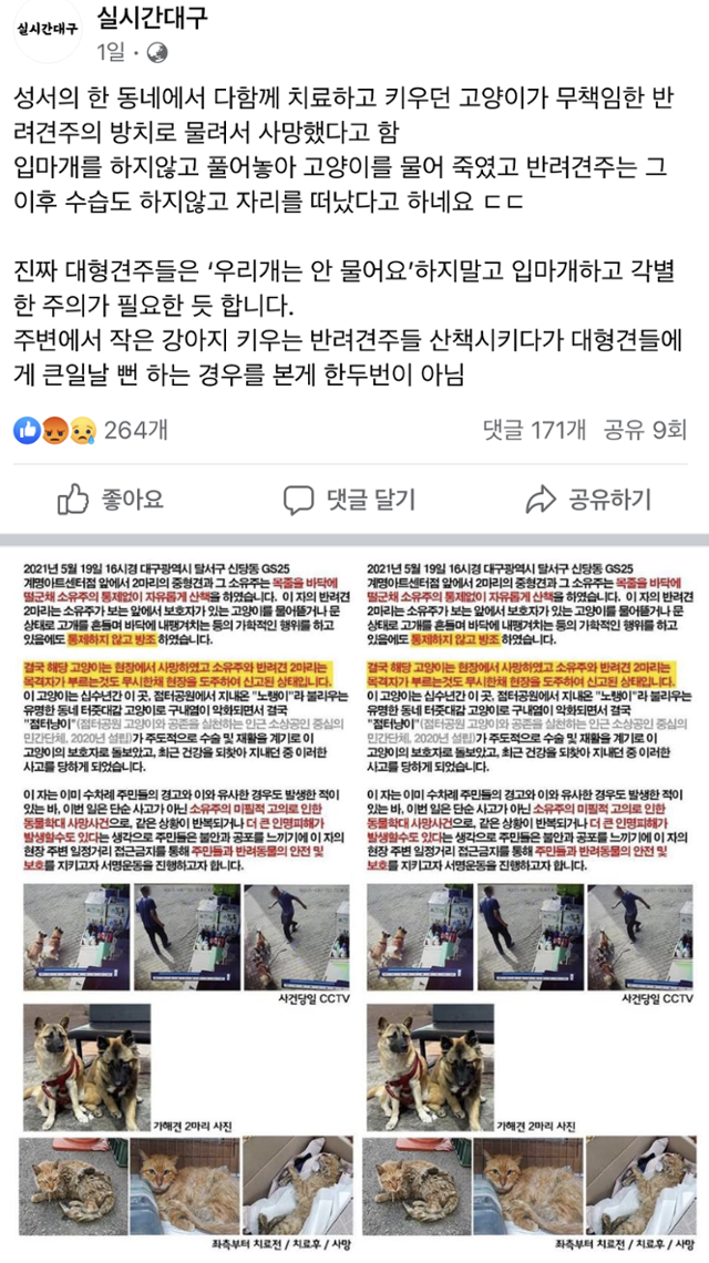 달서구 신당동 부근에서 길고양이 '노랭이'가 말리누아종 개들에게 물려 숨졌다는 주장이 제기됐다. 사회관계망서비스(SNS) 캡쳐