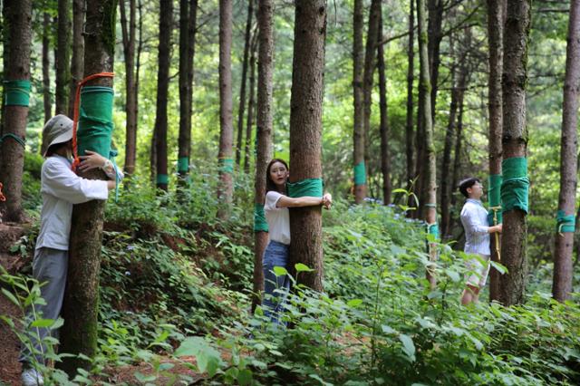 국립 산림치유원 방문객이 산림치유프로그램에 참여하고 있다. 영주시 제공