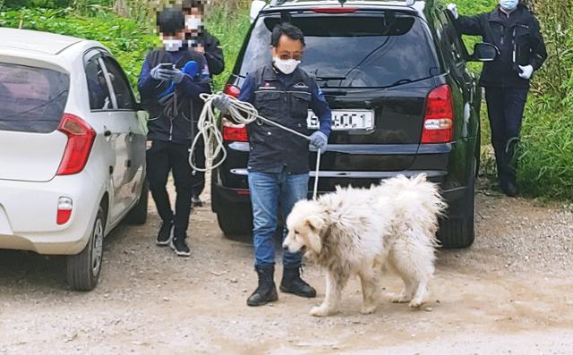 26일 경기 남양주 사망사건 현장에서 개 전문가가 50대 여성을 물어 숨지게 한 대형견의 행동반경을 확인하기 위해 줄로 묶어 이동하고 있다. 뉴시스