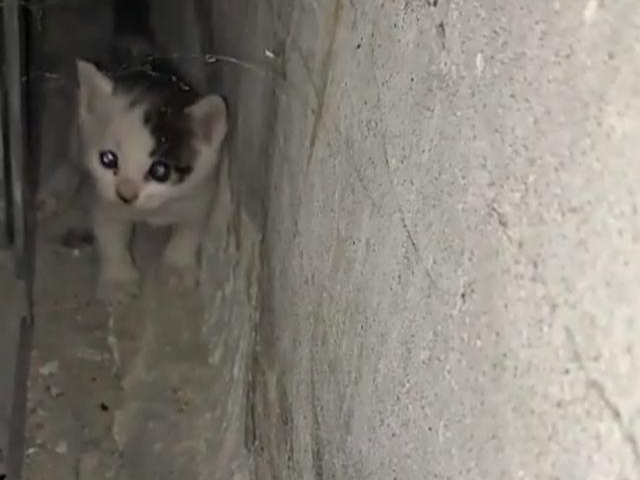 구슬이와 하늘이 구조 당시 모습. 카라 제공