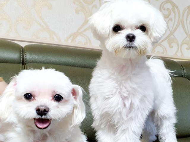 김수정씨 가족 심바(오른쪽)와 지금은 세상을 떠난 흰둥이. 김수정씨 제공