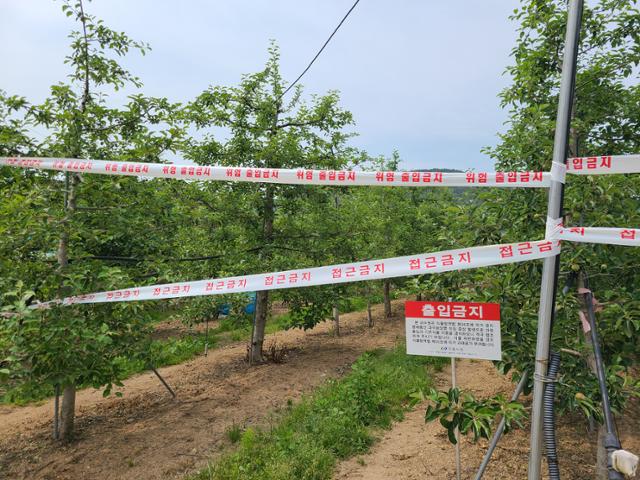 경북에서 과수의 코로나로 불리는 화상병이 연이어 발생한 가운데 지난 4일 도내 처음으로 발병한 안동의 한 과수원에 출입금지 띠가 걸려 있다. 경북도 제공