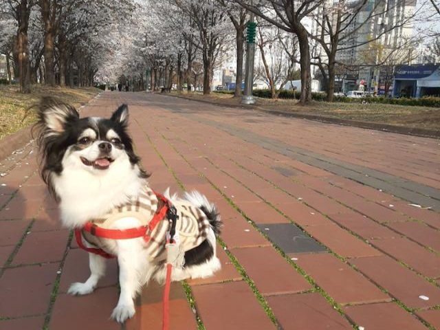 김찬미씨 반려견 콩이. 김찬미씨 제공