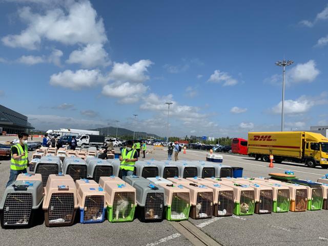 지난달 25일 인천국제공항 제2화물터미널에서 개농장에서 구조된 개 170마리가 비행탑승을 준비하고 있다. 고은경 기자