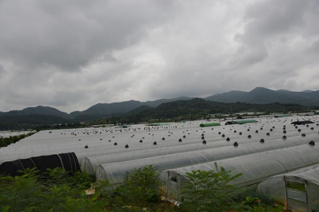 경북 성주군의 참외 비닐하우스 전경. 성주=전준호 기자