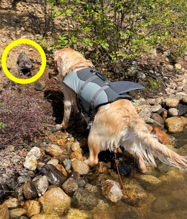 육지까지 무사히 바래다 주었답니다! 더 도도 홈페이지 캡처