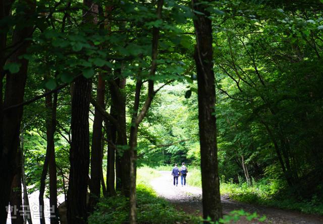 자작나무숲까지 가려면 약 4km를 걸어야 한다. 계곡과 나란한 평탄한 임도로 자자나무숲 못지않게 운치 있다.