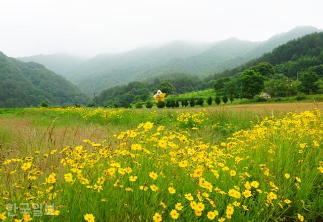 수하계곡 반딧불이 생태공원에 현재 노란 금계국이 한창이다.