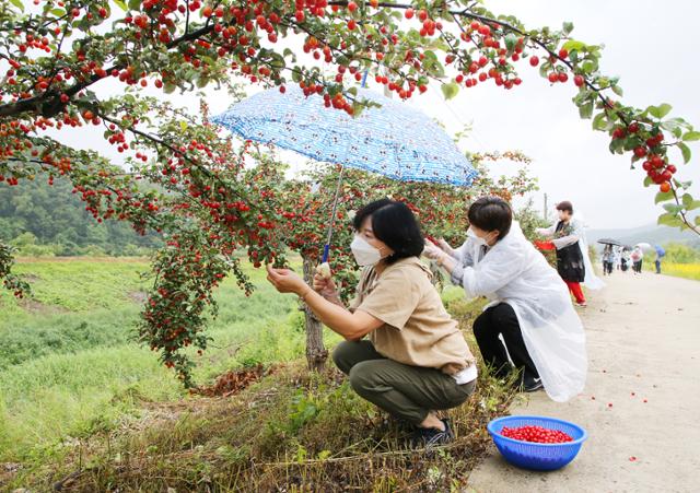 충북 충주시 소태면 주민자치위원회와 직능단체 회원들이 소태 보리수길에서 빨간 보리수 열매를 채취하고 있다. 이들은 이 열매로 천식에 좋은 발효액을 만들어 경로당· 복지시설 등에 기부했다. 충주시 제공