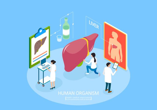 가장 복잡한 장기인 간의 생체 구조를 모방한 '생체 모방 바이오 인공 간'이 국내 연구진에 의해 개발됐다. 게티이미지뱅크