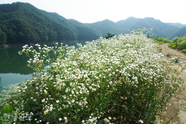 부소담악 인근 호수로 이어지는 산자락에 개망초가 흐드러지게 피었다. 가끔씩 낚시꾼만 찾는 곳이다.