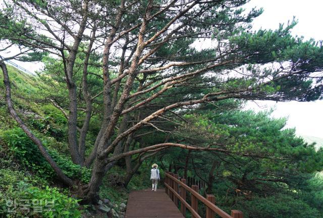 한우정 바로 아래에 홍의송 산책로가 조성돼 있다. 의병장 곽재우의 이름을 딴 홍의송은 바닥에서부터 여러 갈래로 가지를 뻗는다.