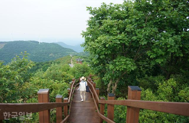 한우정에서 한우산 정상으로 오르는 길. 목재 덱이 설치된 산책로 주위로 철쭉나무가 빼곡하다.