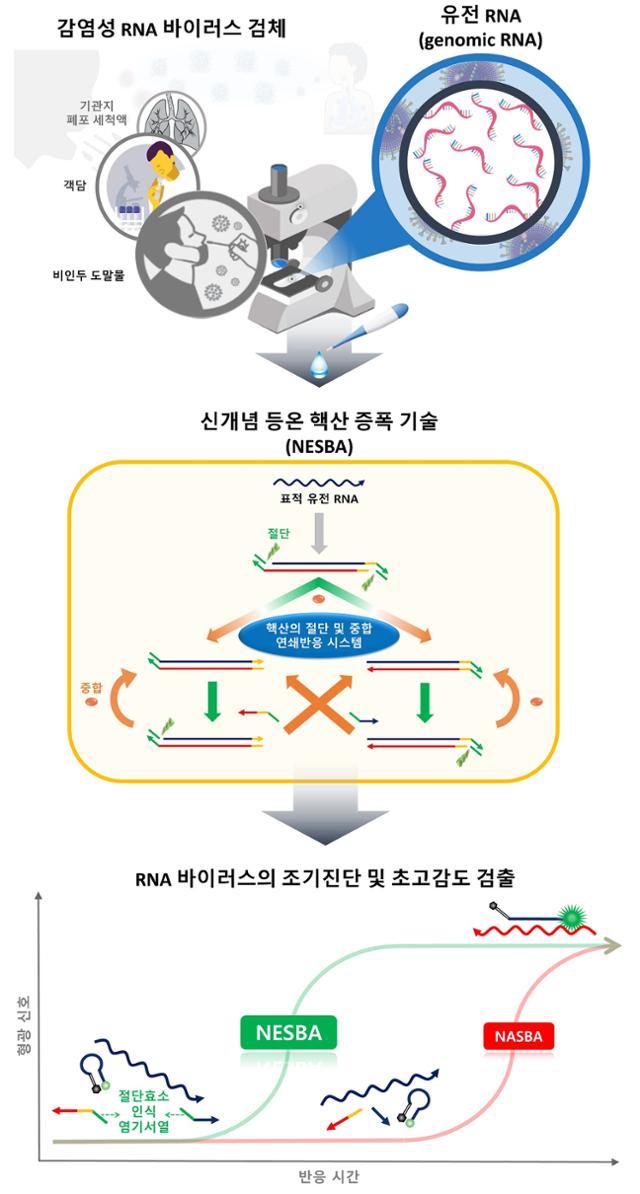 RNA 바이러스 초고감도 검출 기술 연구 모식도. KAIST 제공